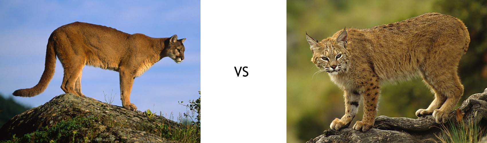 Long Tail Keyword vs Short Tail Keyword / Mountain Lion vs Bobcat